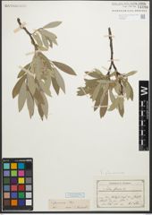 Foto von Salix glaucosericea Flod.